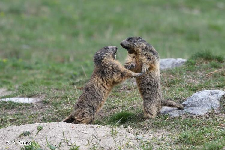 <i>Marmota marmota</i> (Linnaeus, 1758) © R. Clerc