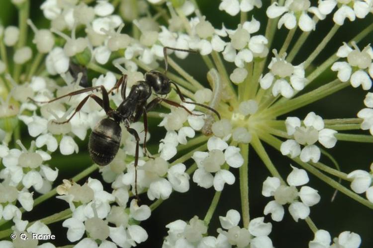 <i>Formica fusca</i> Linnaeus, 1758 © Q. Rome