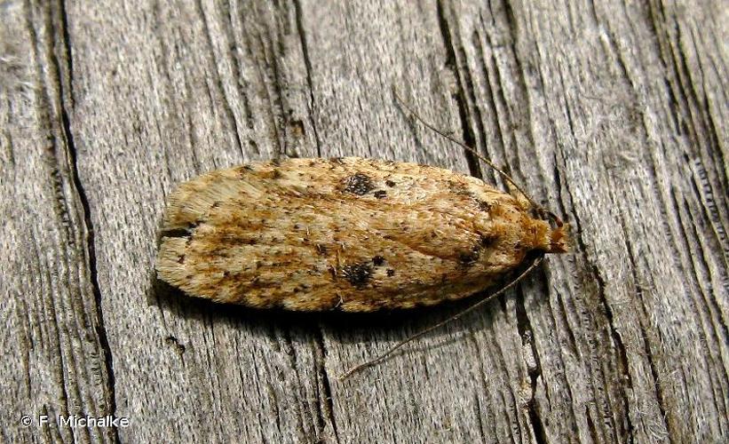 <i>Agonopterix arenella</i> (Denis & Schiffermüller, 1775) © F. Michalke