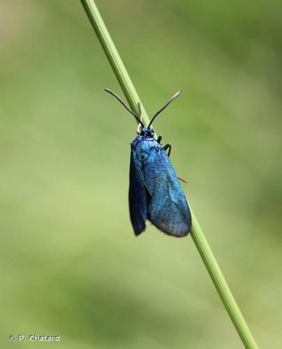 <i>Adscita statices</i> (Linnaeus, 1758) © P. Chatard