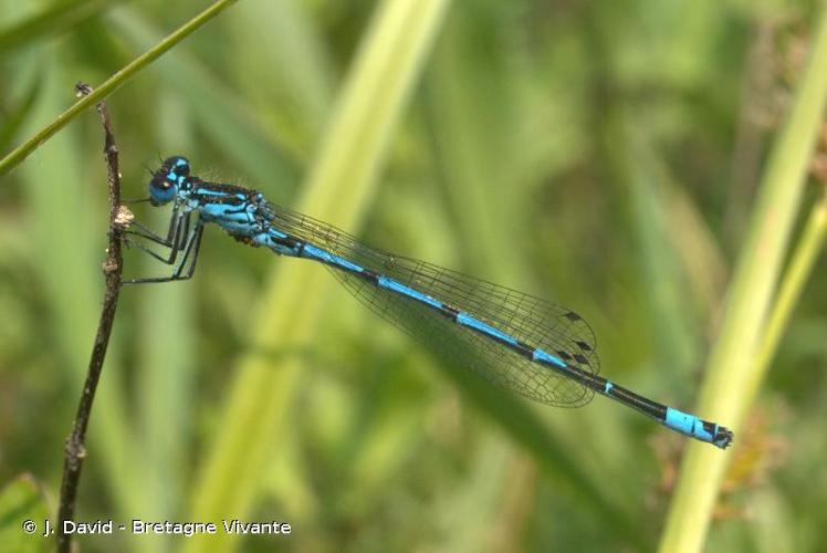 <i>Coenagrion pulchellum</i> (Vander Linden, 1825) © J. David - Bretagne Vivante