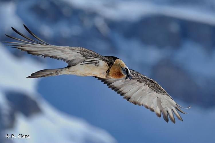 <i>Gypaetus barbatus</i> (Linnaeus, 1758) © R. Clerc