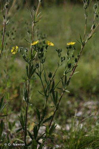 <i>Potentilla inclinata</i> Vill., 1788 © O. Nawrot