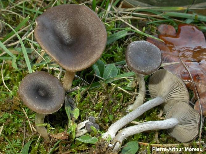 <i>Pseudoclitocybe obbata</i> (Fr.) Singer, 1962 © PA. Moreau