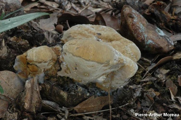 <i>Phellinus erectus</i> A. David, Dequatre & Fiasson, 1982 © PA. Moreau