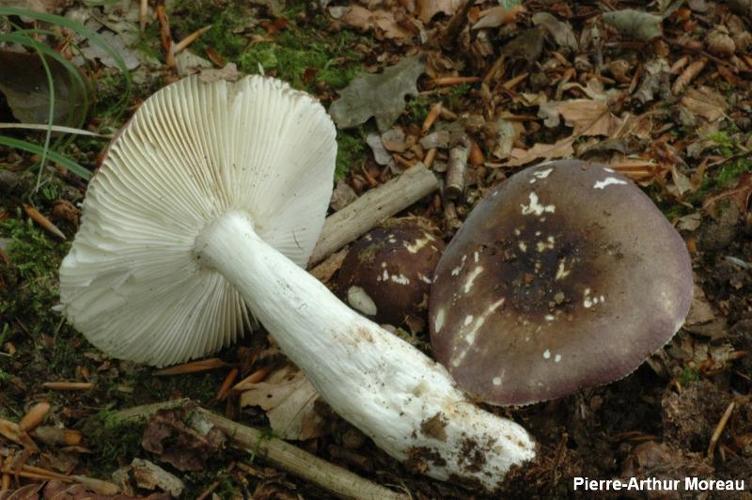 <i>Russula brunneoviolacea</i> Crawshay, 1930 © PA. Moreau