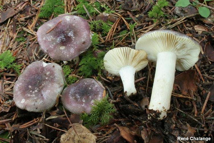 <i>Russula cavipes</i> Britzelm., 1893 © R. Chalange