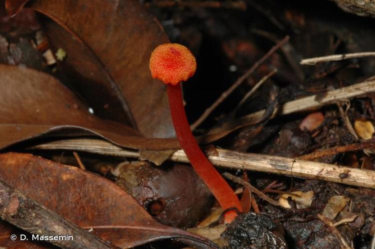 <i>Hygrocybe miniata</i> (Fr. : Fr.) P.Kumm., 1871 © D. Massemin