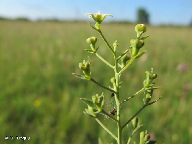 <i>Thesium linophyllon</i> L., 1753 © H. Tinguy