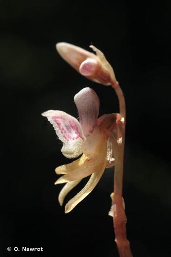 <i>Epipogium aphyllum</i> Sw., 1814 © O. Nawrot