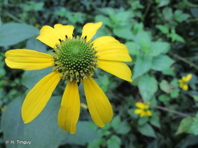 <i>Rudbeckia laciniata</i> L., 1753 © H. Tinguy