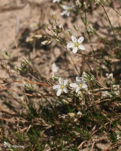 <i>Minuartia setacea</i> (Thuill.) Hayek, 1911 © S. Filoche