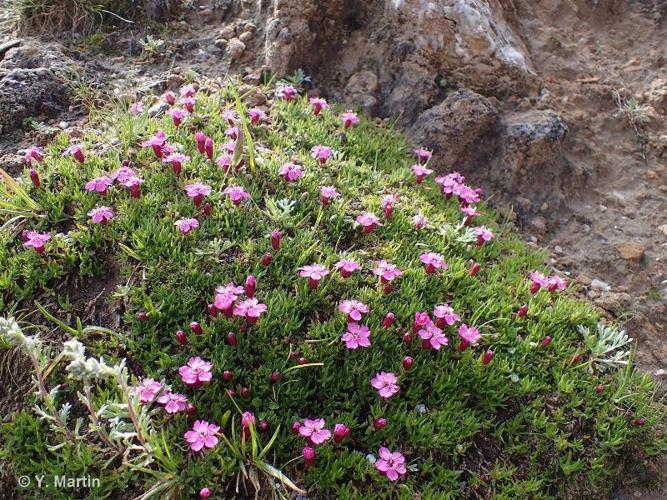 <i>Silene acaulis </i>(L.) Jacq., 1762 subsp.<i> acaulis</i> © 