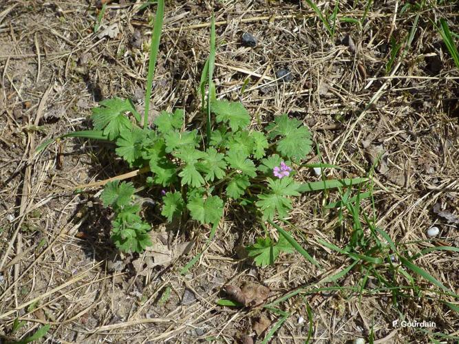 <i>Geranium molle</i> L., 1753 © P. Gourdain