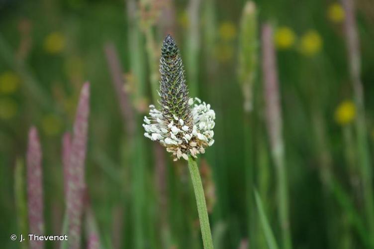 <i>Plantago lanceolata</i> L., 1753 © J. Thevenot