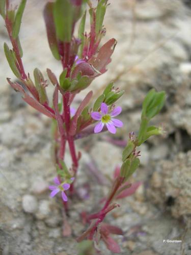 <i>Lythrum hyssopifolia</i> L., 1753 © P. Gourdain