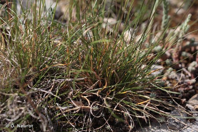 <i>Festuca auquieri</i> Kerguélen, 1979 © O. Nawrot