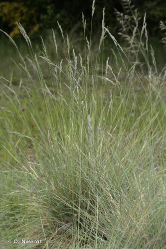 <i>Festuca ovina </i>subsp.<i> guestfalica</i> (Boenn. ex Rchb.) K.Richt., 1890 © O. Nawrot