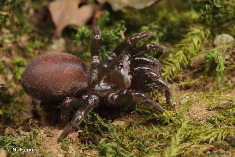 <i>Atypus affinis</i> Eichwald, 1830 © 