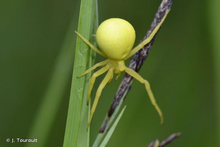 <i>Misumena vatia</i> (Clerck, 1758) © J. Touroult