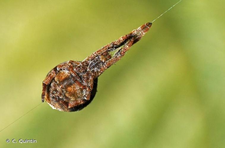 <i>Hyptiotes paradoxus</i> (C.L. Koch, 1834) © C. Quintin