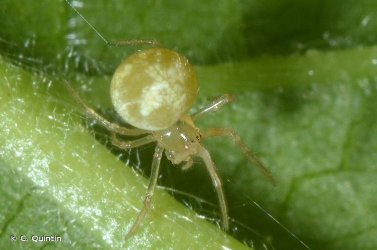 <i>Paidiscura pallens</i> (Blackwall, 1834) © C. Quintin