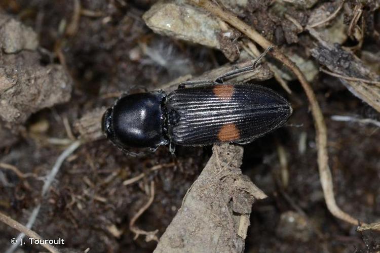 <i>Cardiophorus biguttatus</i> (Olivier, 1790) © J. Touroult