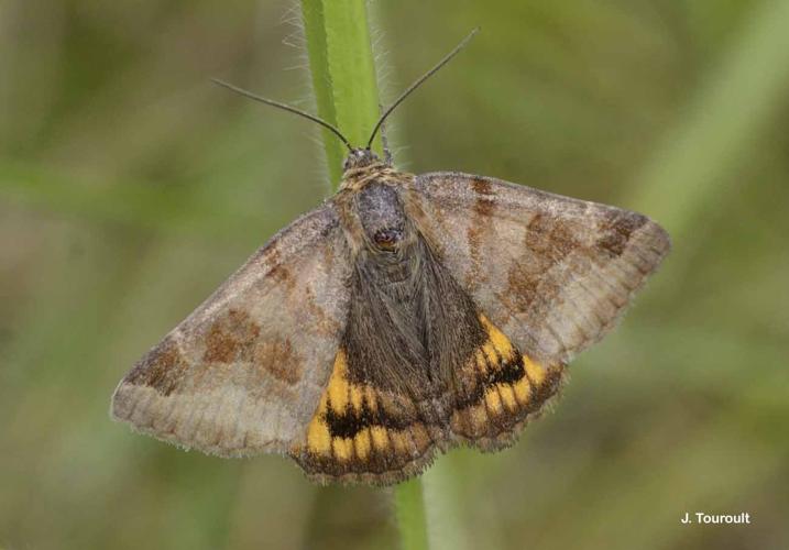 <i>Euclidia glyphica</i> (Linnaeus, 1758) © J. Touroult