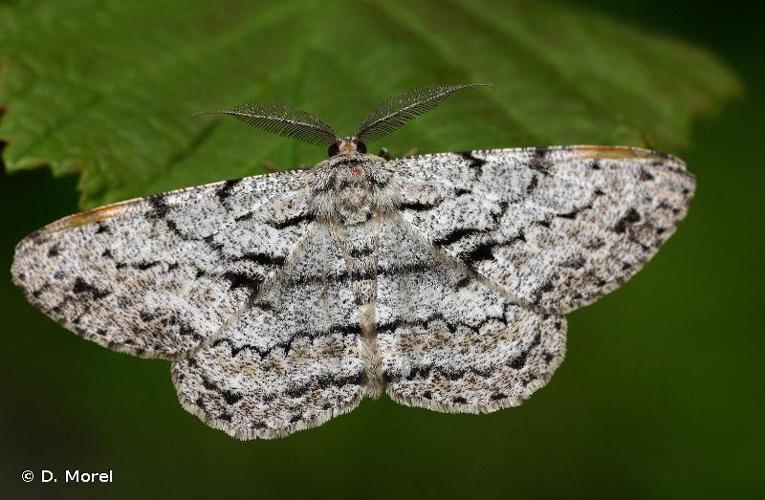 <i>Hypomecis roboraria</i> (Denis & Schiffermüller, 1775) © D. Morel