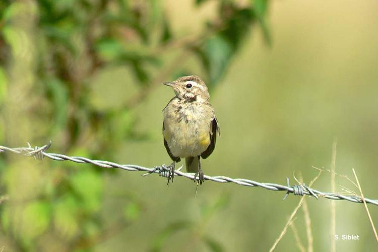 <i>Motacilla flava flava</i> Linnaeus, 1758 © S. Siblet