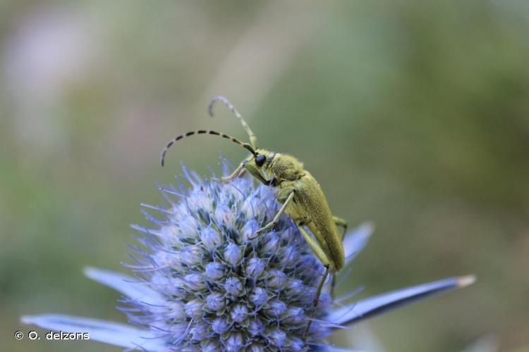 <i>Lepturobosca virens</i> (Linnaeus, 1758) © O. delzons