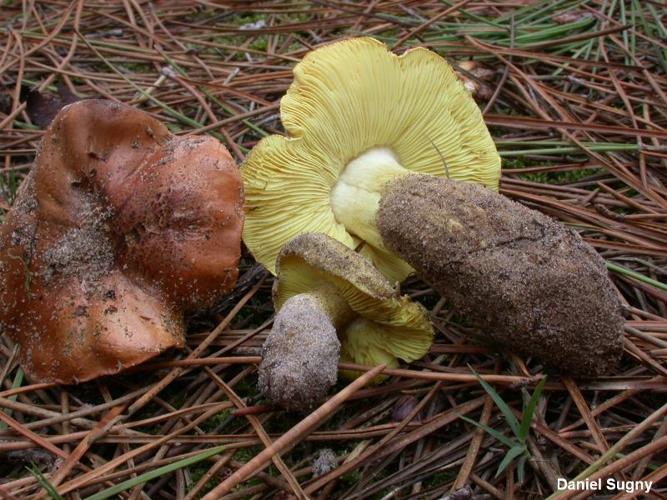 <i>Tricholoma equestre</i> (L. : Fr.) Kumm. © D. Sugny