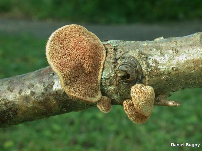 <i>Hapalopilus rutilans</i> (Pers. : Fr.) P.Karst. © D. Sugny