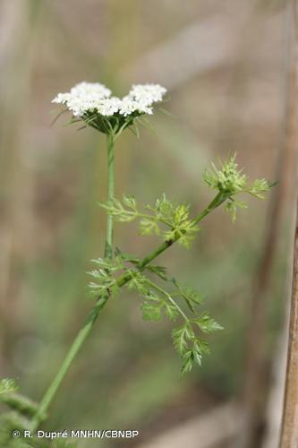 <i>Aethusa cynapium </i>L., 1753 subsp.<i> cynapium</i> © R. Dupré MNHN/CBNBP