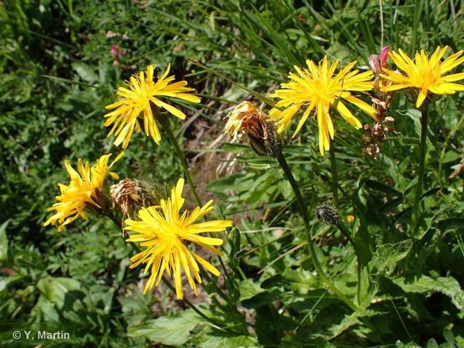 <i>Crepis pyrenaica</i> (L.) Greuter, 1970 © 