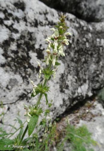 <i>Stachys recta</i> L., 1767 © P. Rouveyrol