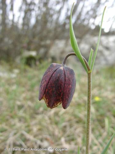 <i>Fritillaria montana</i> Hoppe, 1832 © S. Sant/Parc Amazonien de Guyane