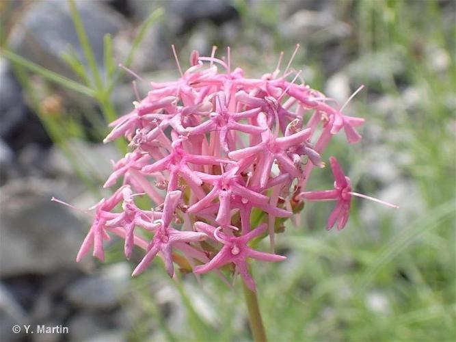 <i>Centranthus angustifolius</i> (Mill.) DC., 1805 © 