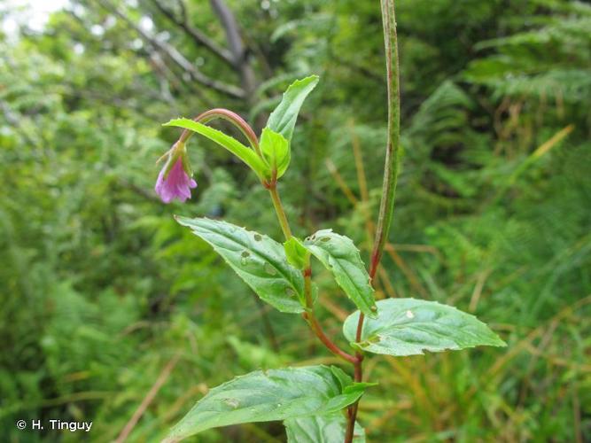 <i>Epilobium duriaei</i> J.Gay ex Godr., 1849 © H. Tinguy