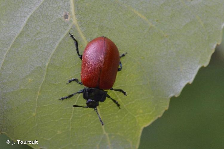 <i>Chrysomela populi populi</i> Linnaeus, 1758 © J. Touroult