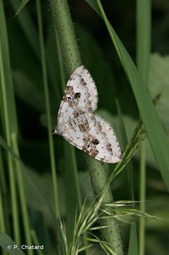 <i>Xanthorhoe montanata</i> (Denis & Schiffermüller, 1775) © P. Chatard