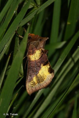 <i>Diachrysia chrysitis</i> (Linnaeus, 1758) © N. Tobak