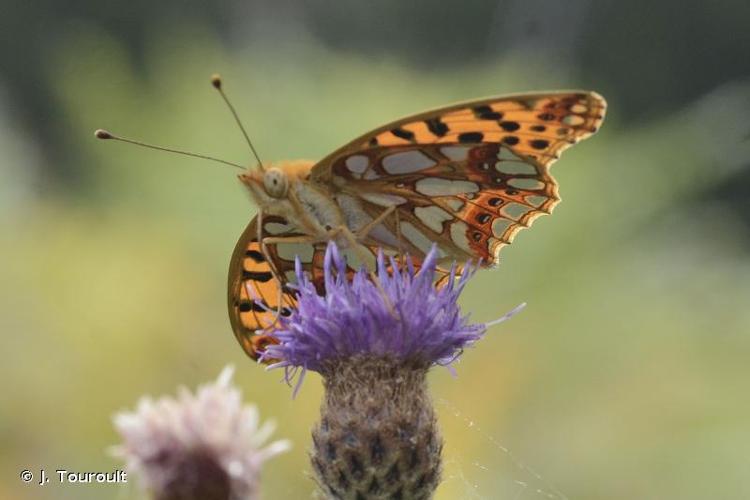 <i>Issoria lathonia</i> (Linnaeus, 1758) © J. Touroult