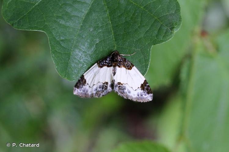 <i>Mesoleuca albicillata</i> (Linnaeus, 1758) © P. Chatard