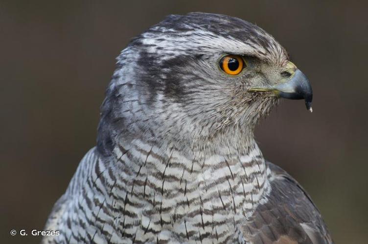 <i>Accipiter gentilis</i> (Linnaeus, 1758) © G. Grezes