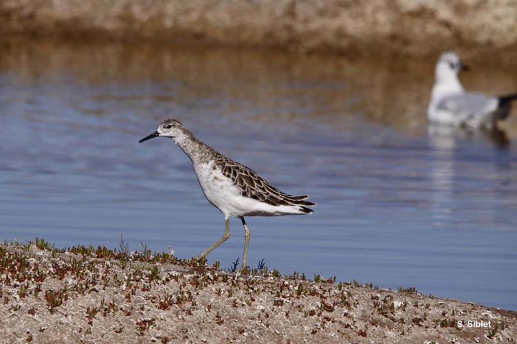 <i>Calidris pugnax</i> (Linnaeus, 1758) © S. Siblet