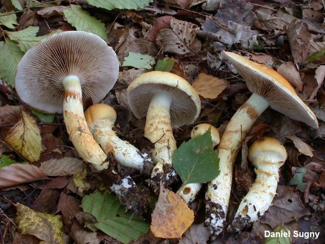 <i>Cortinarius triumphans</i> Fr., 1838 © D. Sugny