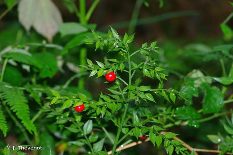 <i>Ruscus aculeatus</i> L., 1753 © J. Thevenot