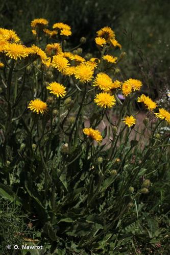 <i>Crepis conyzifolia</i> (Gouan) A.Kern., 1872 © O. Nawrot