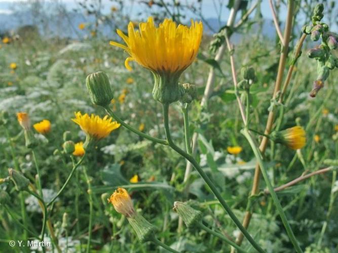 <i>Sonchus arvensis </i>subsp.<i> uliginosus</i> (M.Bieb.) Nyman, 1879 © 